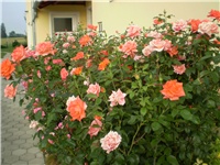 881a49b3-Picture 3217.jpg